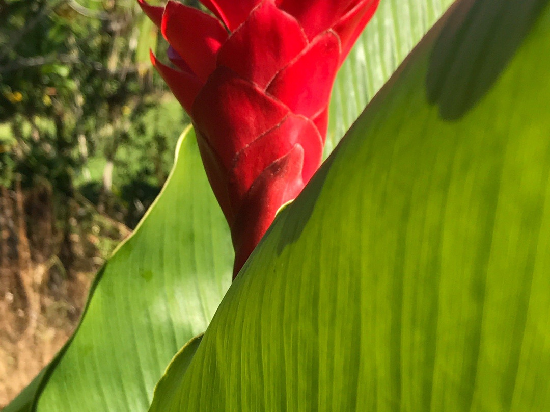 Aloha Cottages主图