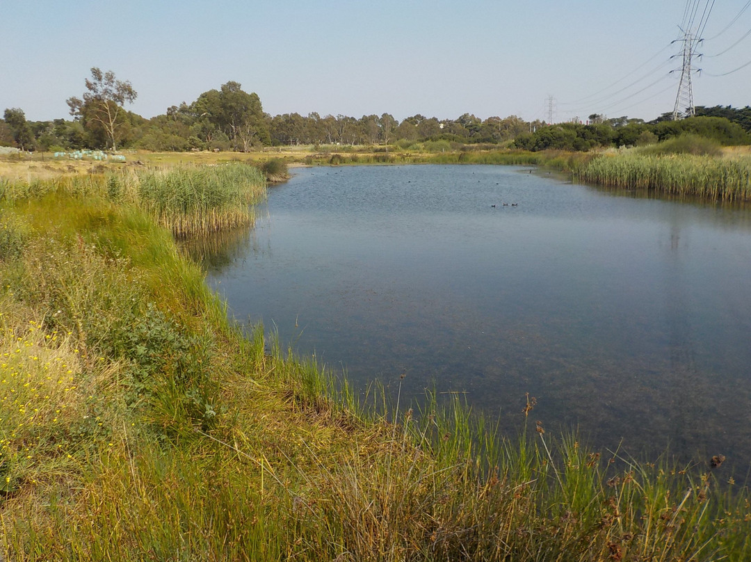 Newells Paddock Wetlands景点图片