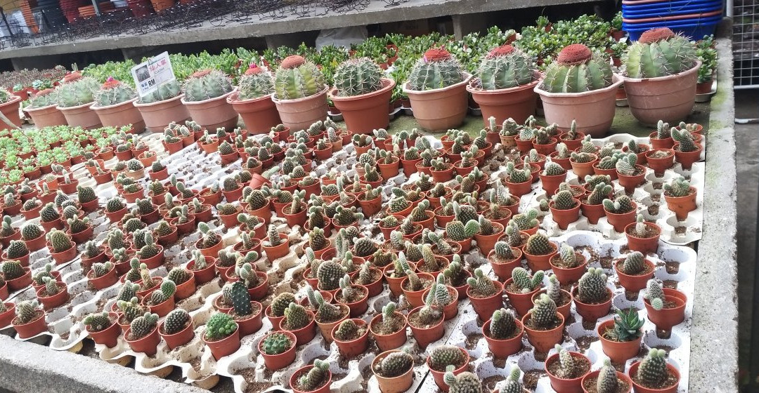 Cactus Valley景点图片