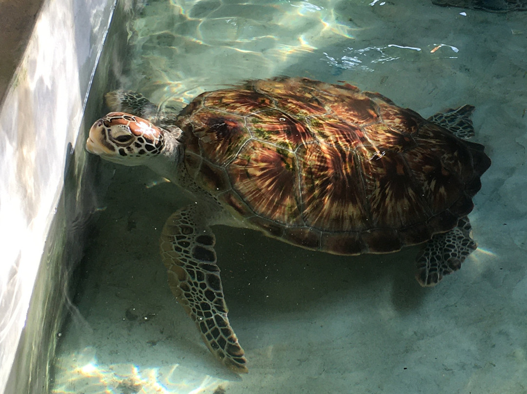 Sea Turtle Farm Galle Mahamodara景点图片