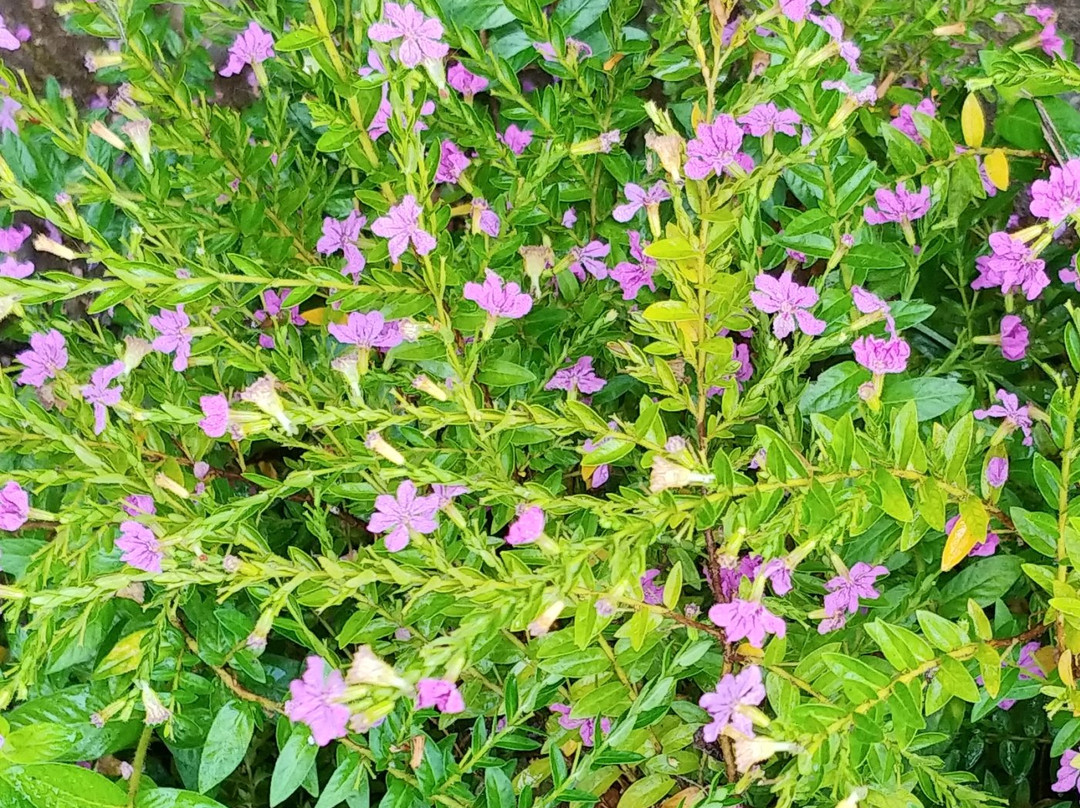 Jungle Retreat Wayanad主图