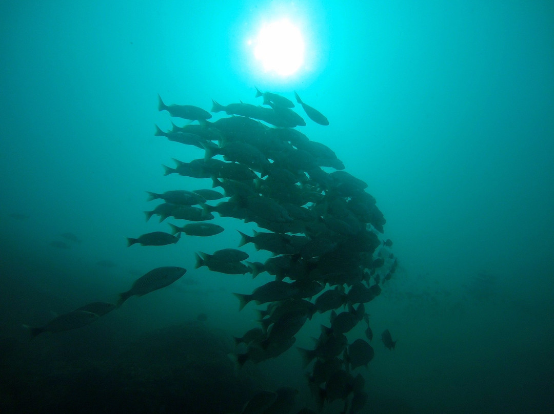 Deep Blue Diving Adventures景点图片