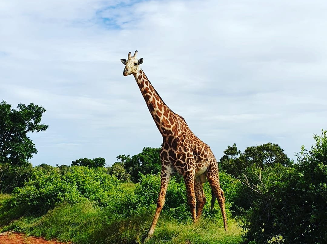 Tsavo Trails- Day Tours-迪亚尼必去景点