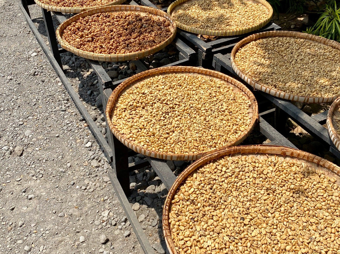 Pawon Luwak Coffee-Borobudur必去景点