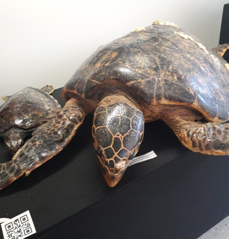 Museum of Morphological Sciences-Natal必去景点