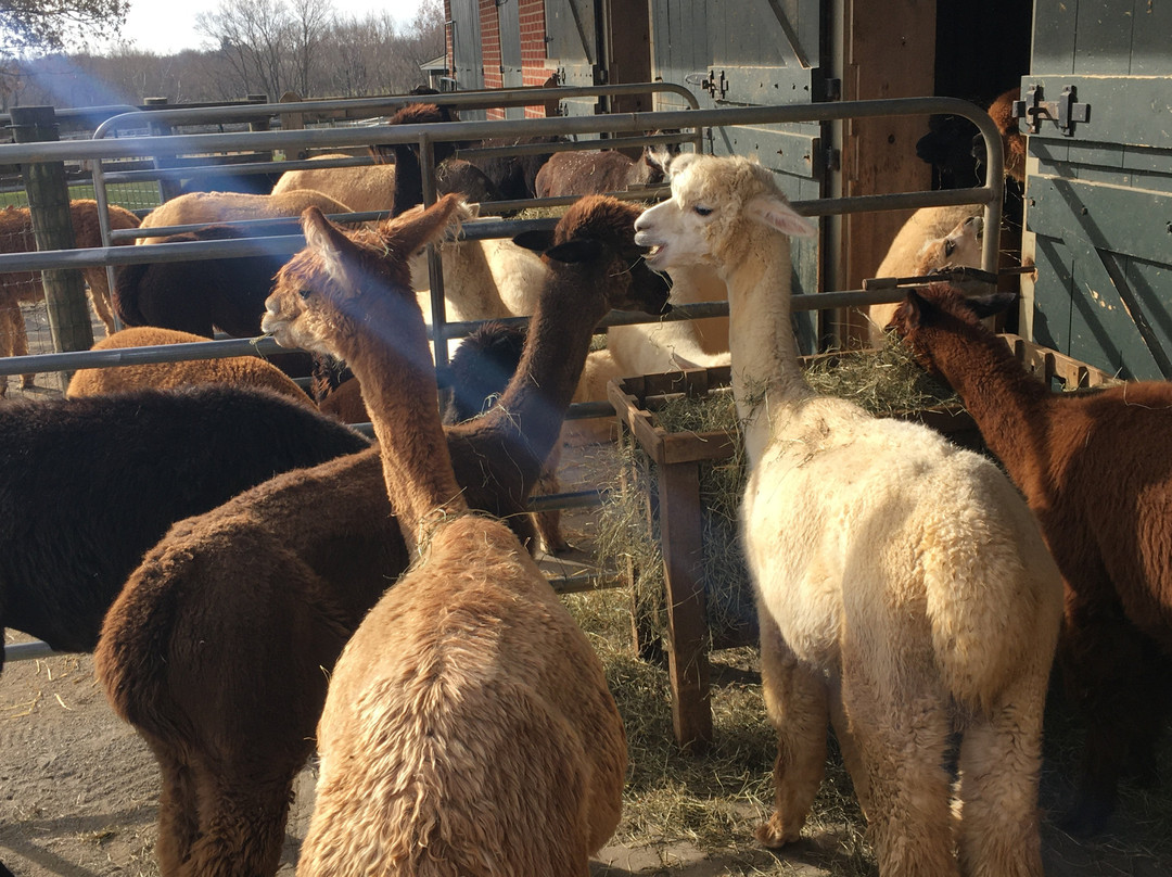 Eastland Alpacas-Mount Joy必去景点