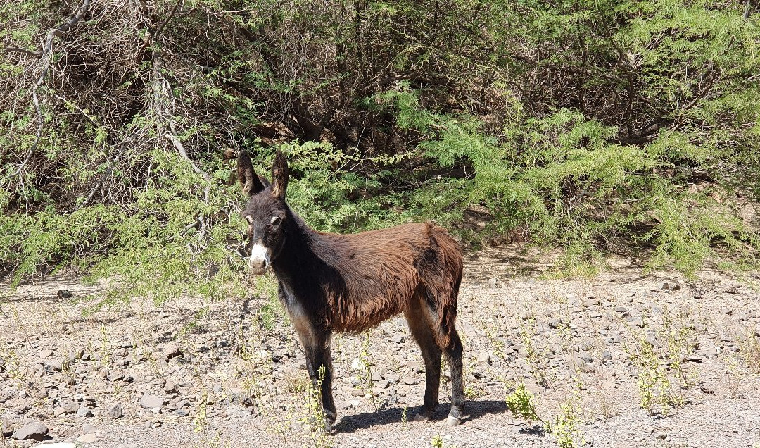 Sentour-博阿维斯塔必去景点