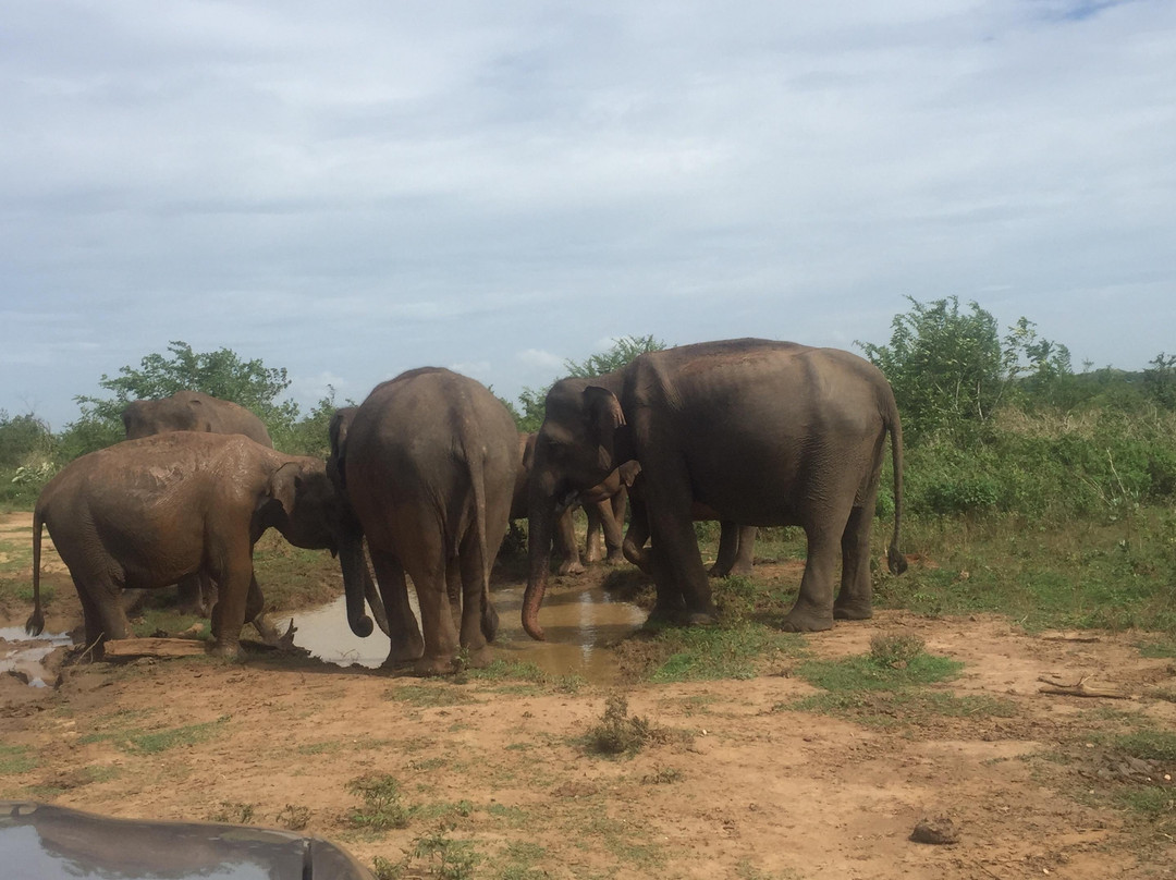 Udawalawe jeep safaris景点图片