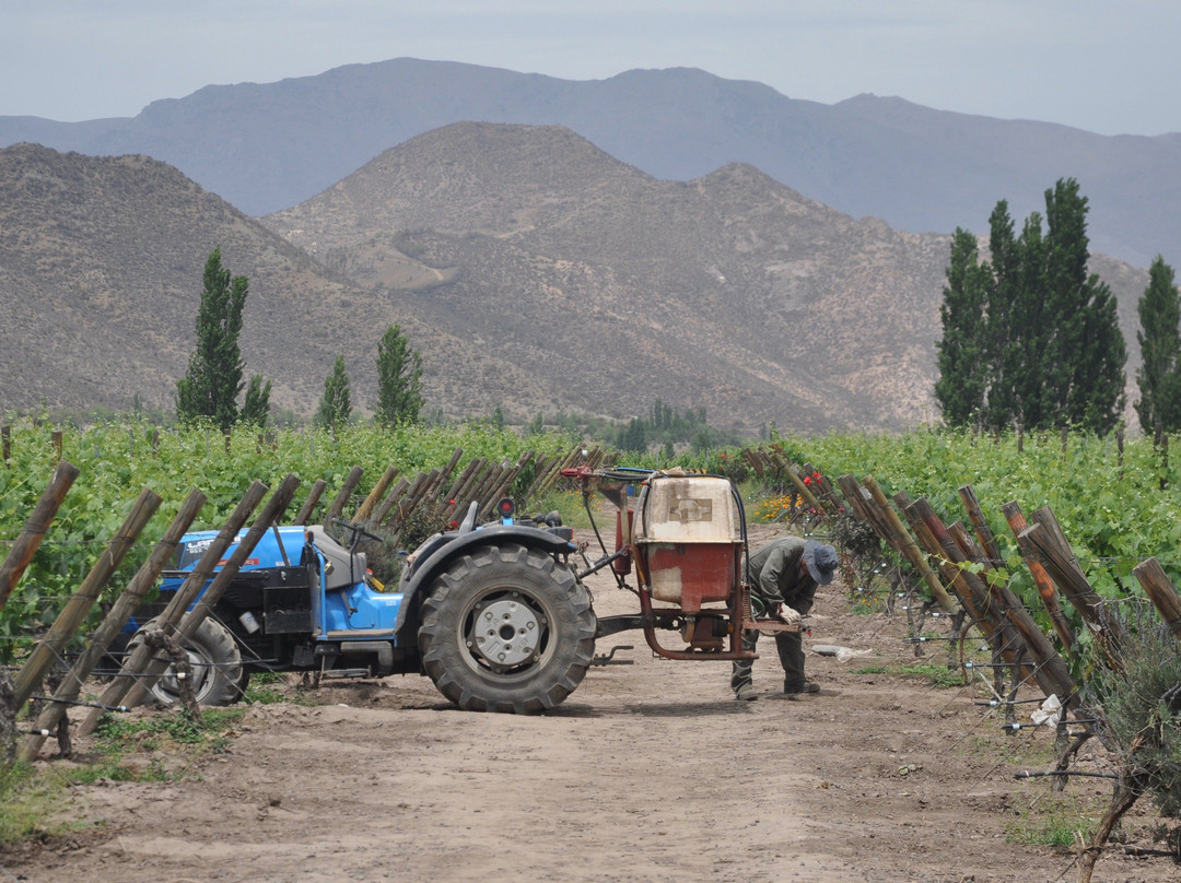 In Situ Family Vineyars-Los Andes必去景点