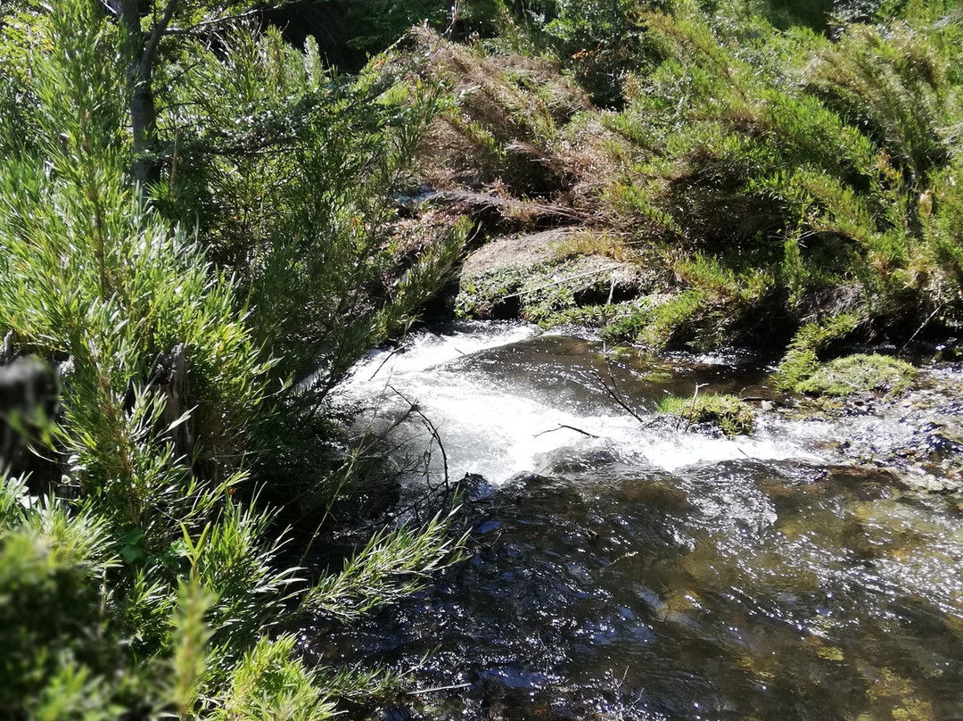 Reserva Nacional China Muerta-Araucania Region必去景点