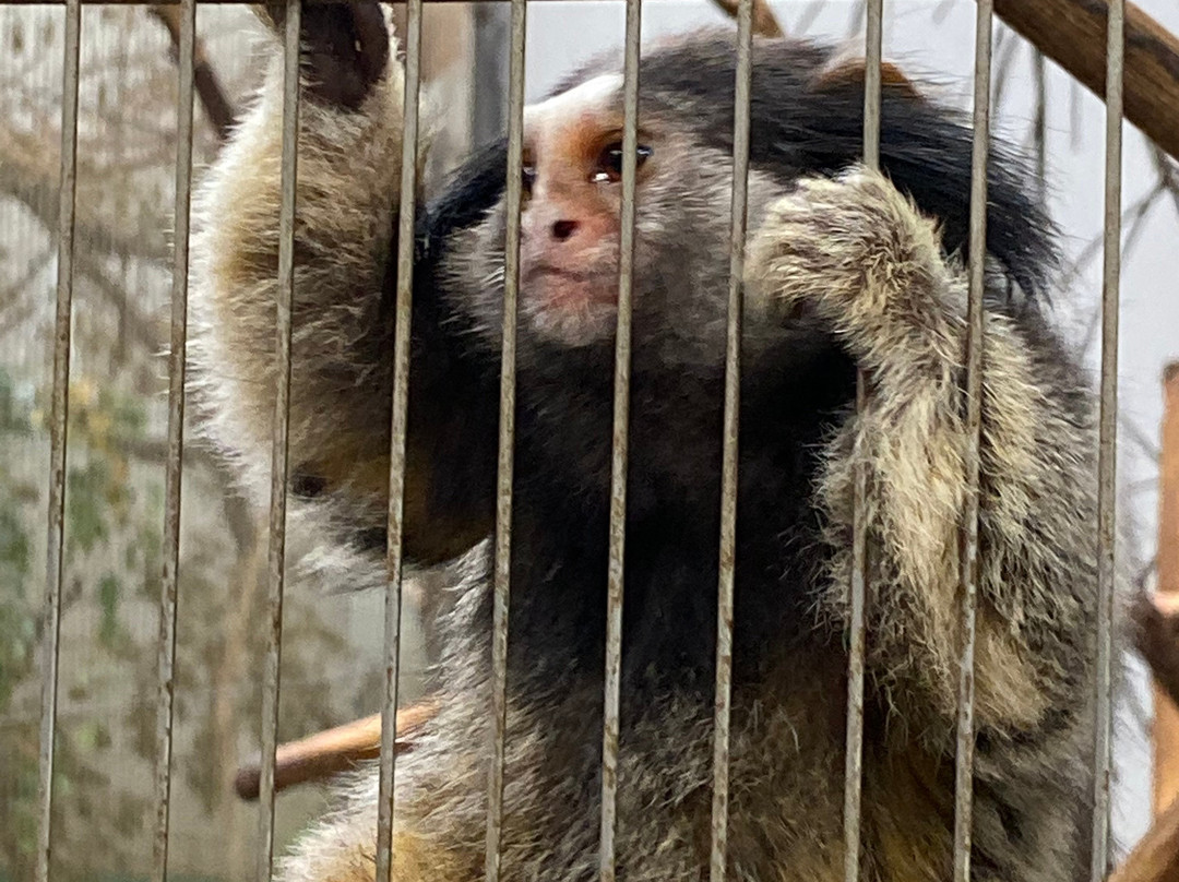 Japan Monkey Centre: Museum and Zoo for Nonhuman Primates-犬山市必去景点