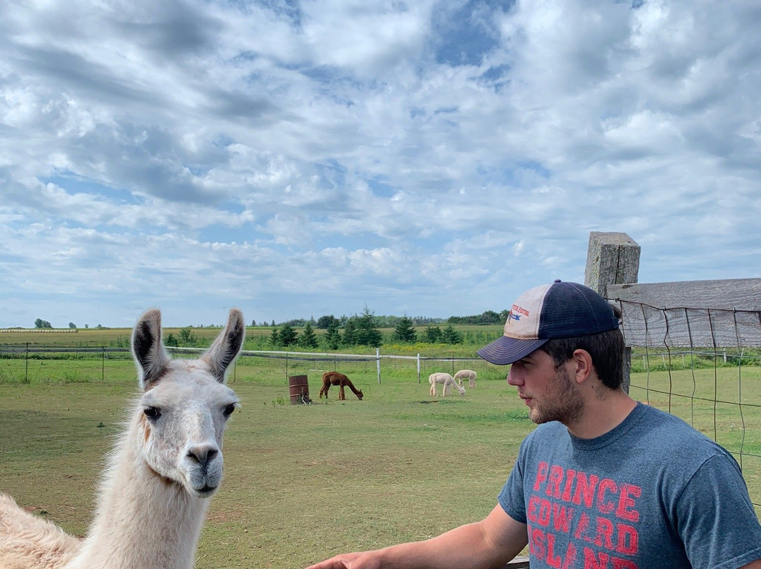 Green Gable Alpacas-null必去景点