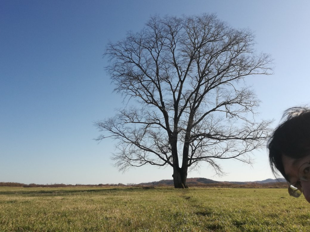 Harunire Tree-丰顷町必去景点