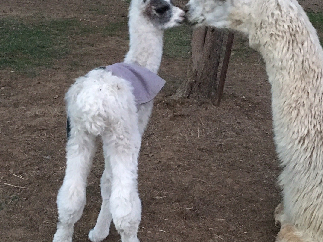 New Leaf Llama Farm-Oregon House必去景点