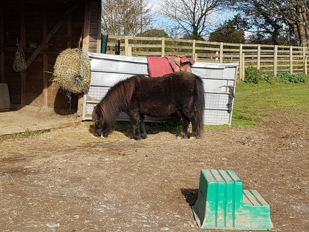 Dwyfor Ranch Rabbit Farm and Animal Park-Llanystumdwy必去景点