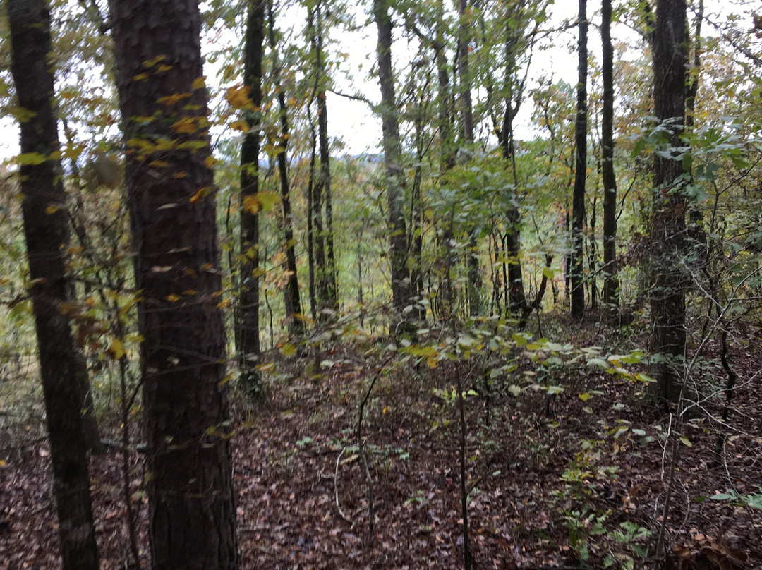 Bar Fifty Guest Ranch主图