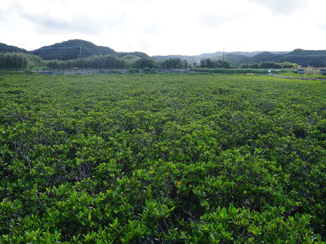 Tanegashima Mangrove Park景点图片