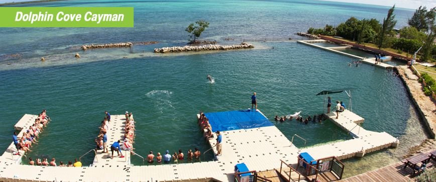 Dolphin Cove Cayman景点图片