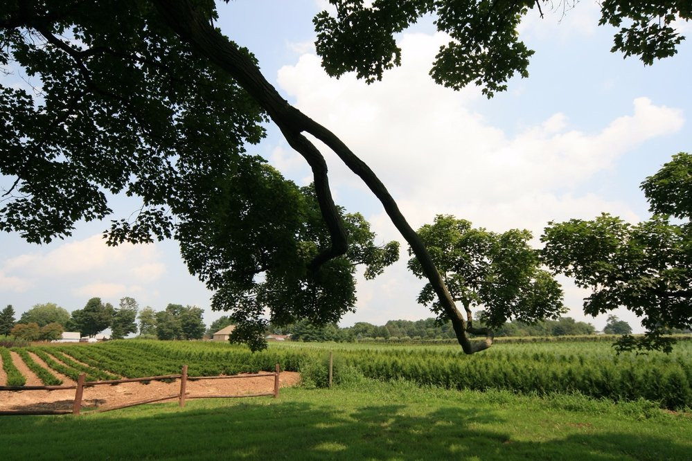 Pelham旅游景点-Comfort Maple Conservation Area