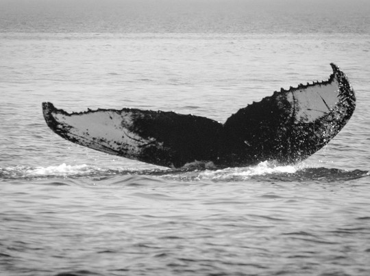 Du Fleuve-Les Escoumins必去景点