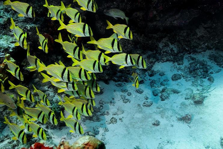 Isla Mujeres Cozumel Tour Operator-坎昆必去景点