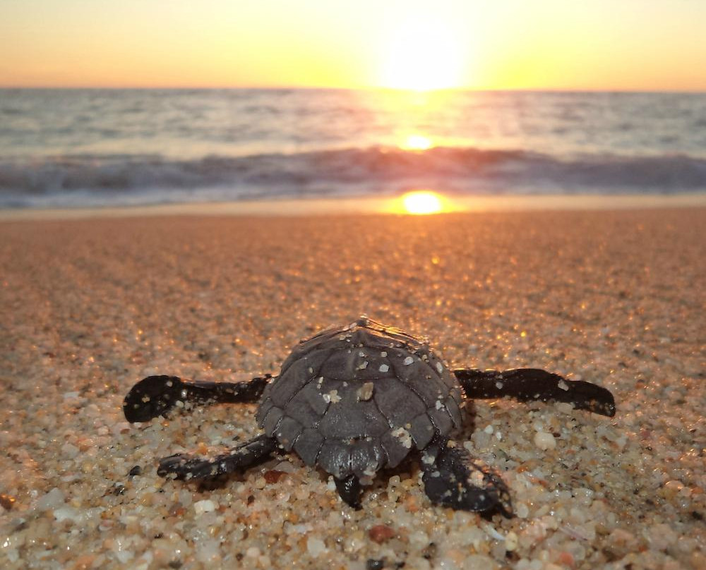 Tortugueros Las Playitas景点图片