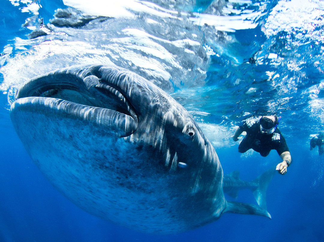 Blue H2o Cozumel Ocean Tours-考祖梅必去景点