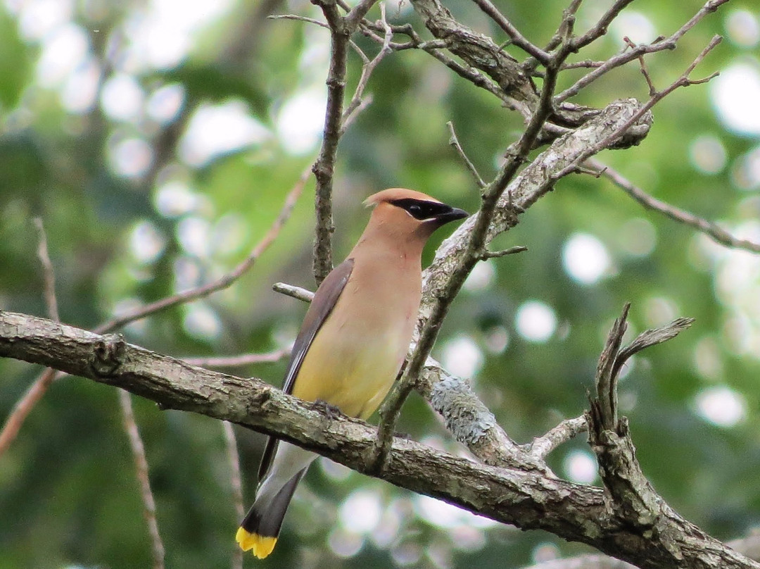 Big Oaks National Wildlife Refuge