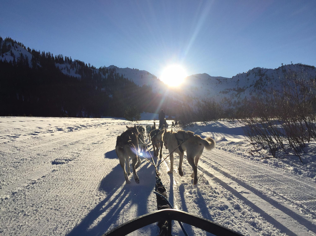 Wilderness Adventures Dog Sled Tours景点图片