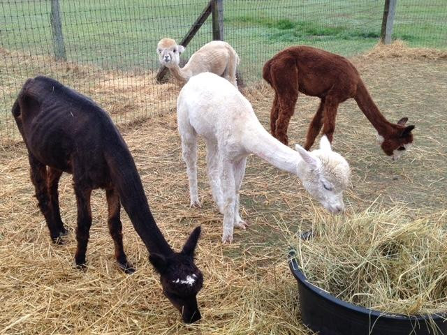 By the Bay Alpaca Farm景点图片