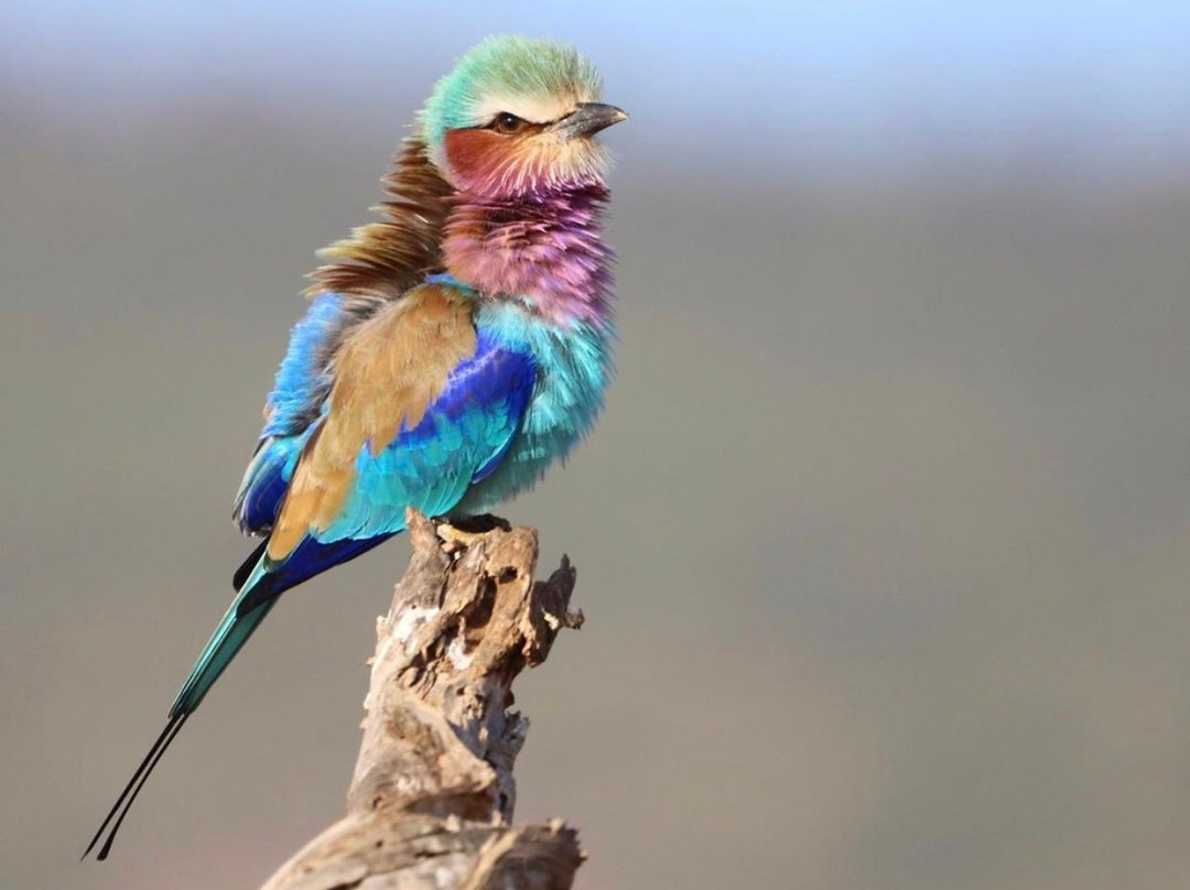 null-Lewa Wildlife Conservancy