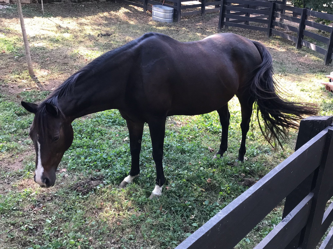 Belle Meade Historic Site & Winery-纳什维尔必去景点
