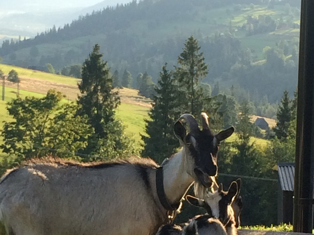 Willa Grota Zbójnicka主图