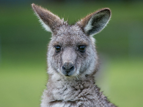 Wildlife Tours Australia - Adelaide
