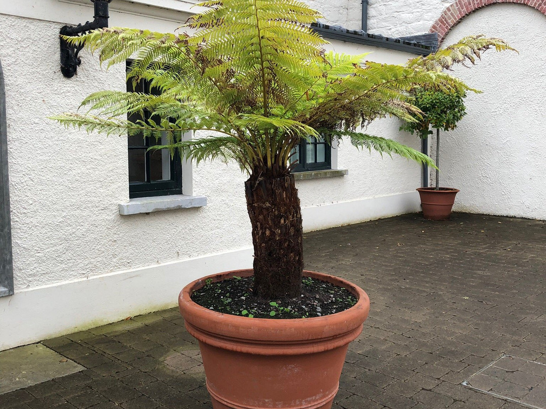 Killarney House Gardens景点图片