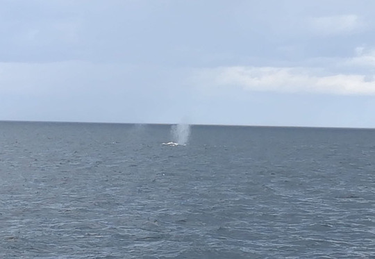 Excursions en Mer Baie de Tadoussac Day Tours-泰道沙克必去景点