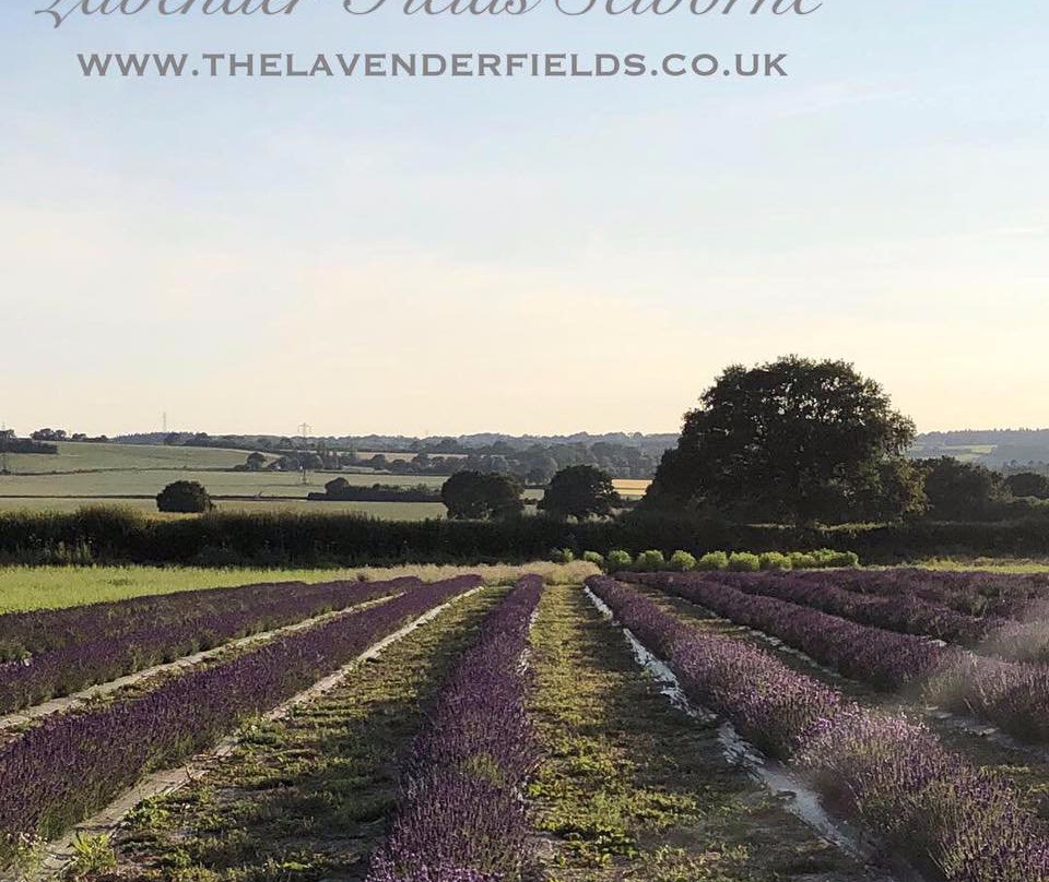 Lavender Fields景点图片
