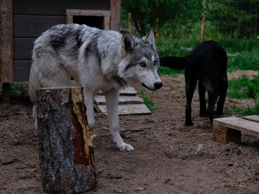 Arctic Wolfland Sanctuary景点图片