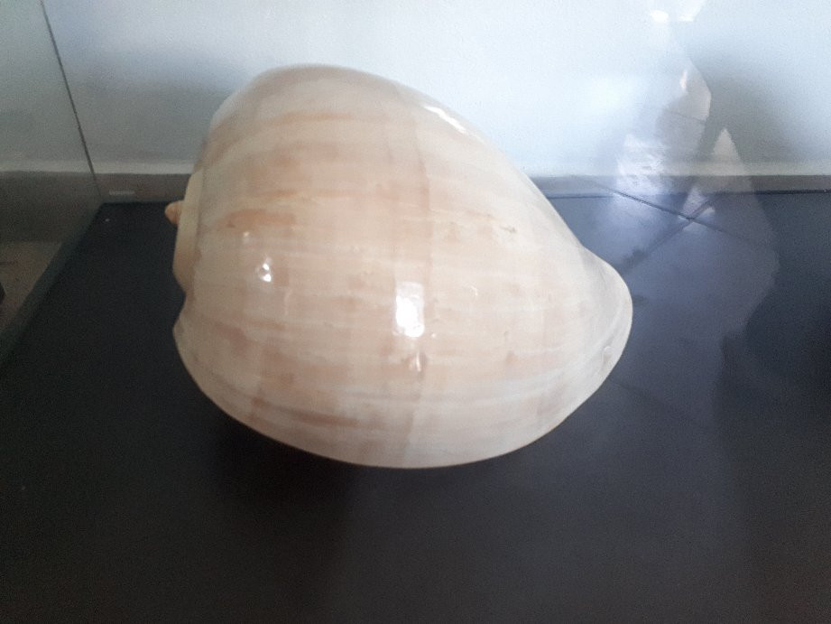 Museo della Conchiglia e del Corallo-Palmariggi必去景点