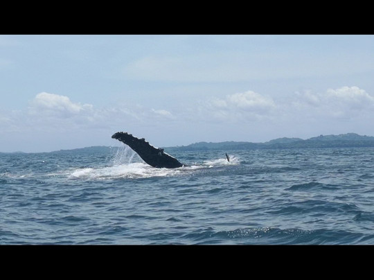 Panama Pathfinders-波魁特必去景点