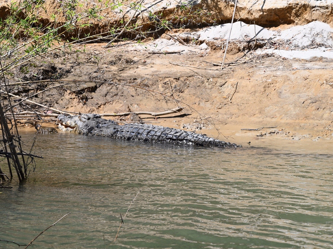 Solar Whisper Wildlife and Crocodile Cruises on the Daintree river景点图片