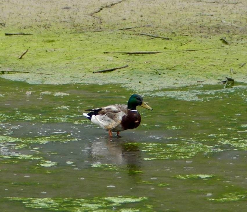 Réserve naturelle de Pouta-Fontana-Grone必去景点