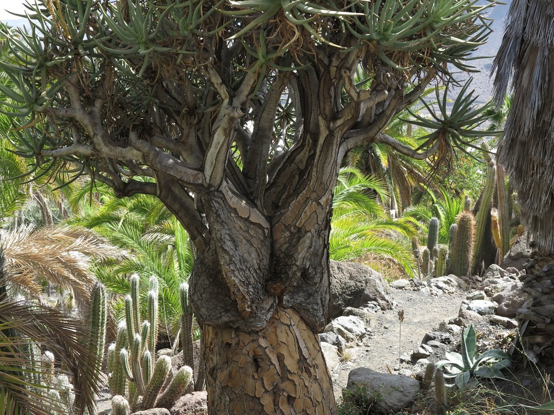 Cactualdea Park景点图片