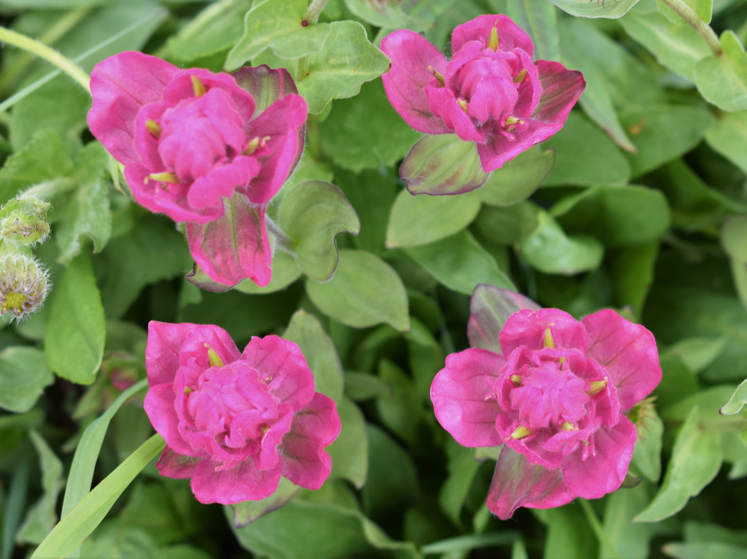 Gore Creek Trailhead-韦尔必去景点