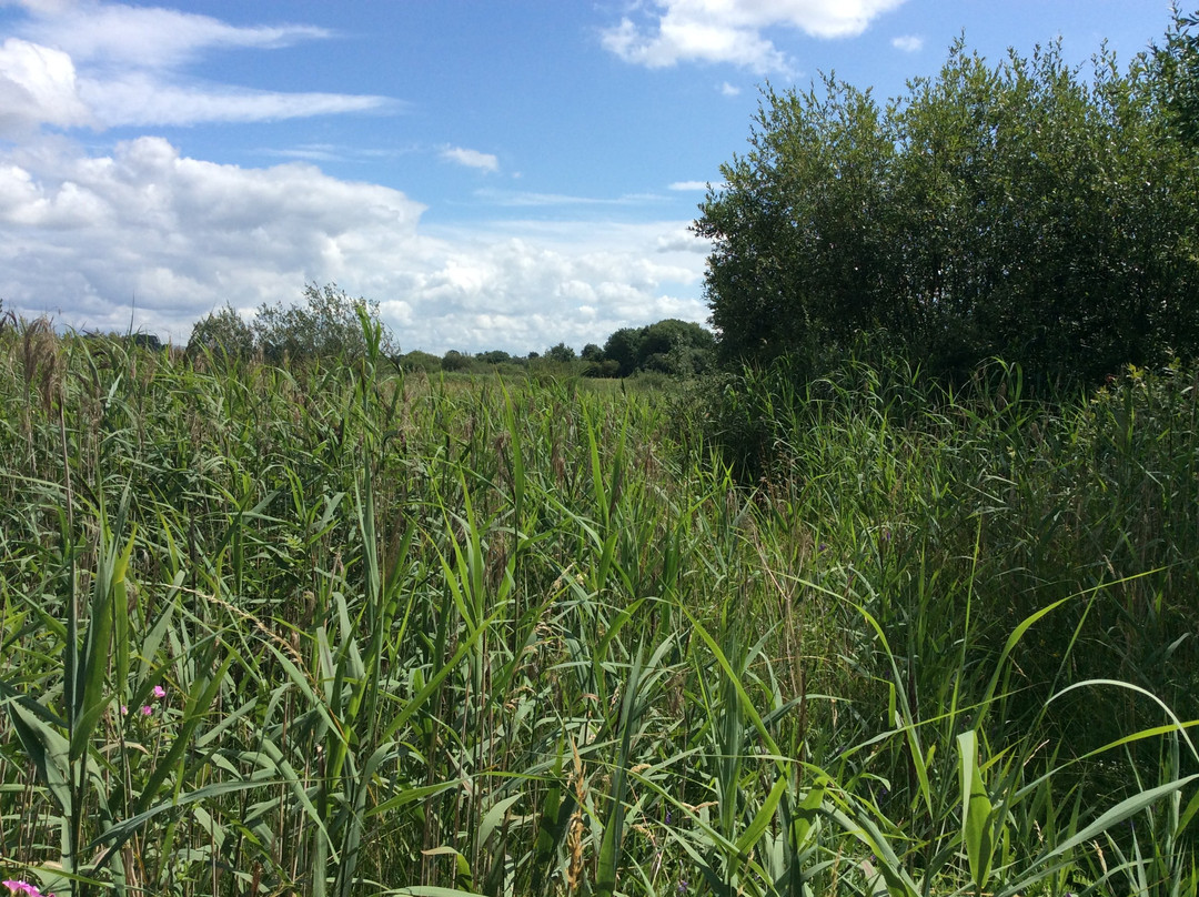 Pollardstown Fen Nature Reserve-Newbridge必去景点