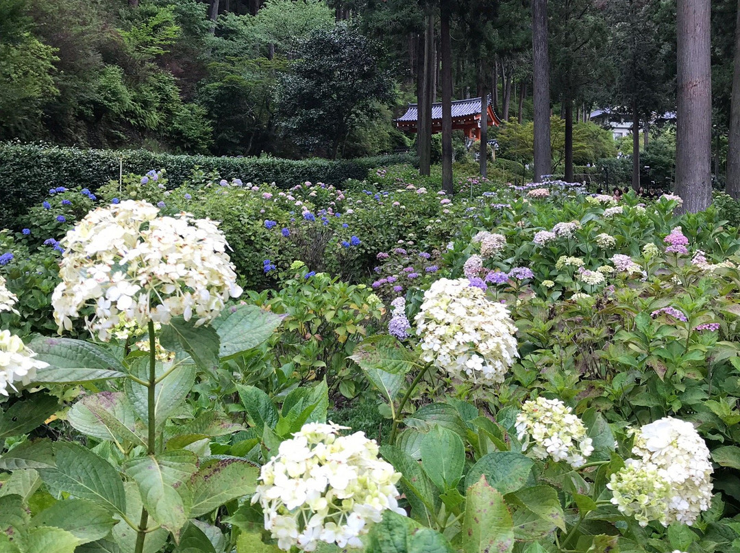Mimuroto-ji Temple Garden景点图片
