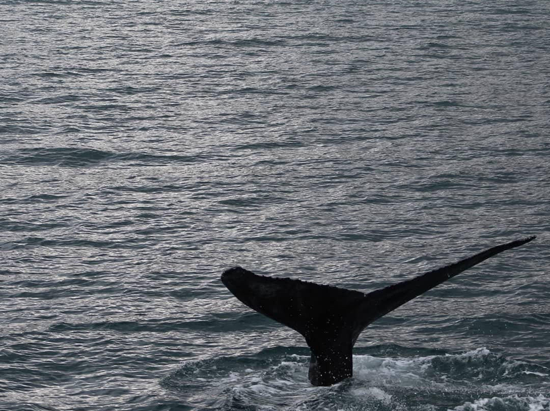 Whale Watching Hjalteyri景点图片