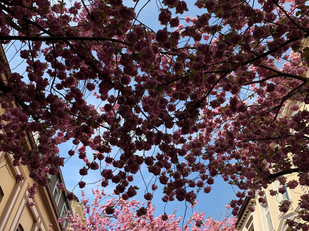 Cherry Blossom景点图片