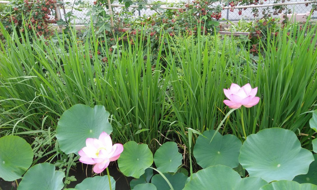 Haraichi Swamp-上尾市必去景点