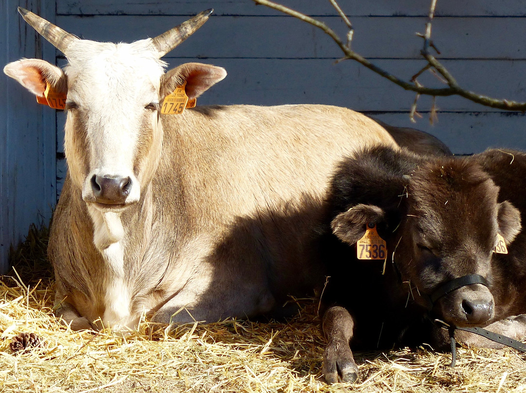 Bagnols-en-Foret旅游景点-La Ferme D'idefix